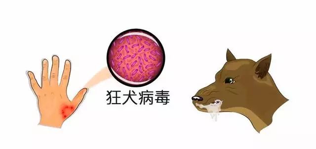 狂犬病人口水会传染吗_科普︱狂犬病的危险被夸大了吗