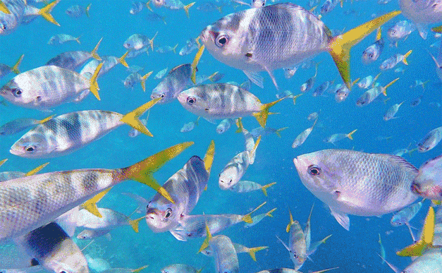 壁纸 海底 海底世界 海洋馆 水族馆 627_387 gif 动态图 动图