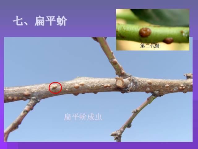 桃树常见病虫害图谱及防治方法