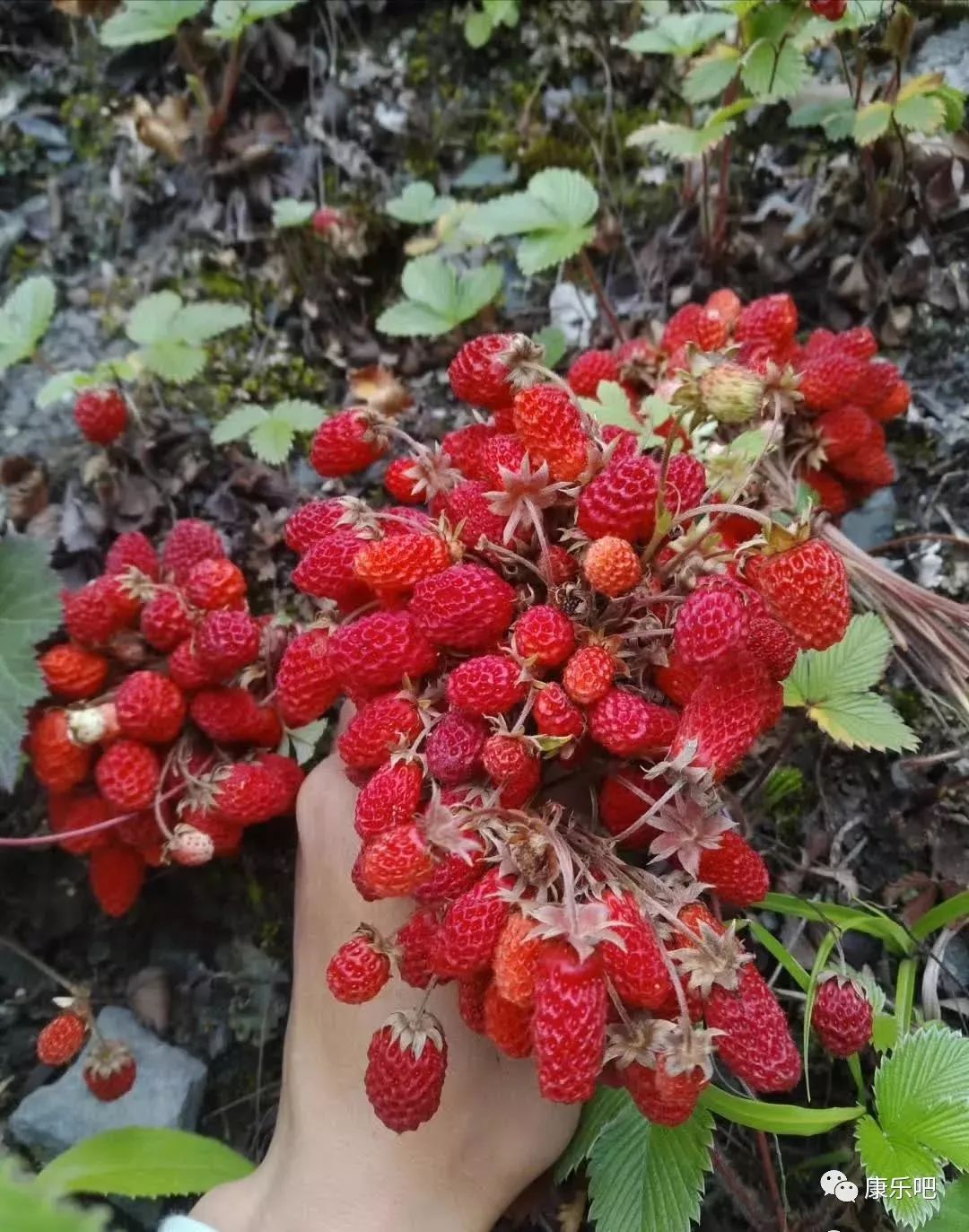 瓢,白色野草莓是康乐一带的特产,而且还有野草莓罐头,大家可以在某宝