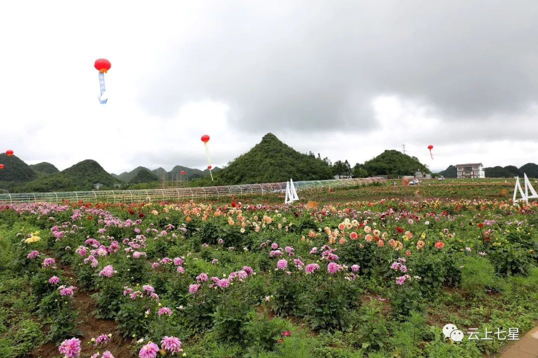 "彝山花谷"开园啦!毕节又多一游玩好去处.