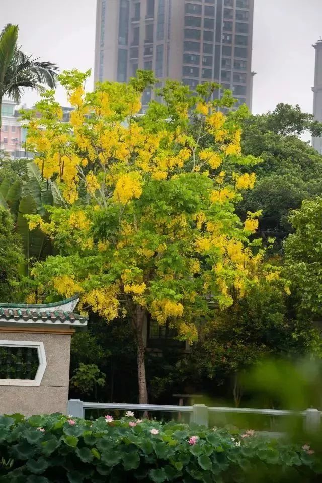 微风吹拂,花瓣飘落,好像下起"黄金雨".