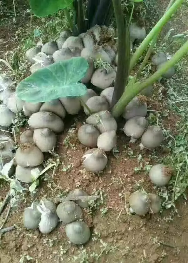 云南野生菌青头菌鸡枞菌夏季旅游必须品尝的美食