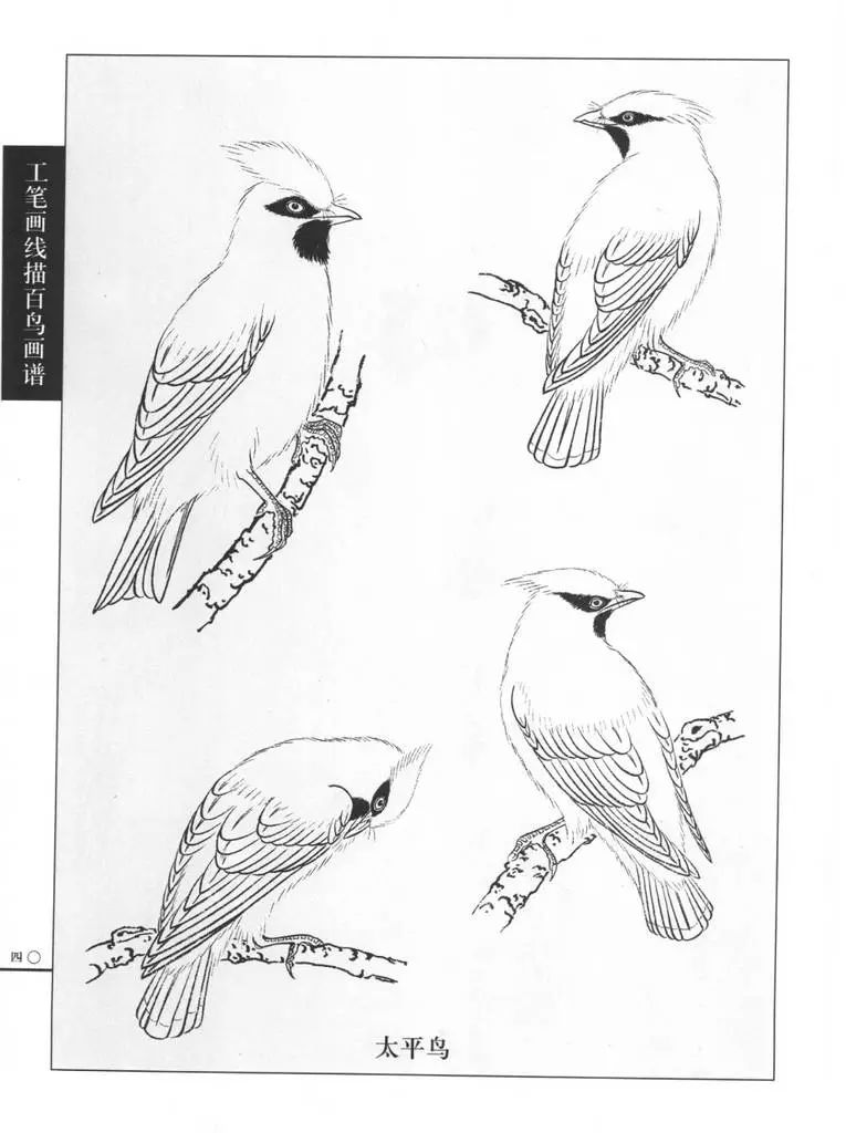 【国画技法】工笔画鸟线描图