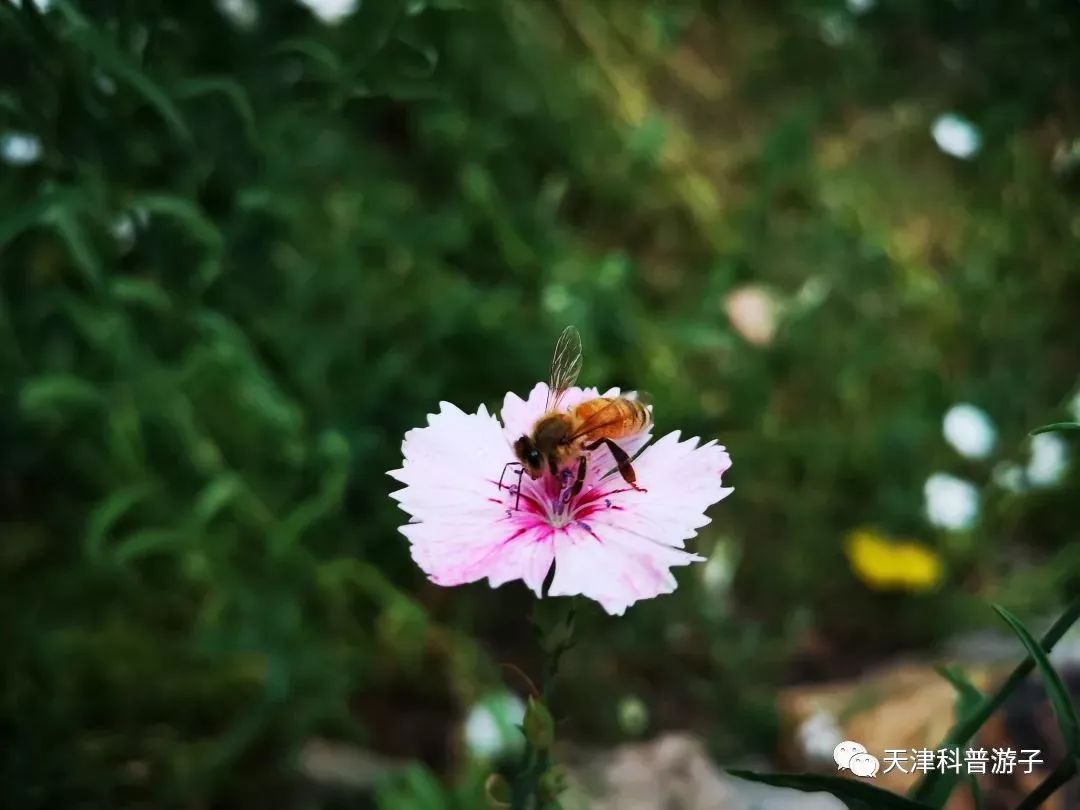 探访中国蜜蜂博物馆：蜜蜂文化的千年传承_北京