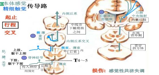 火眼金睛快速定位诊断颈椎与脊髓病变基础篇