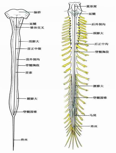 脊髓损伤的表现可分为 部分性损伤:脊髓半切综合症(brown-sequard