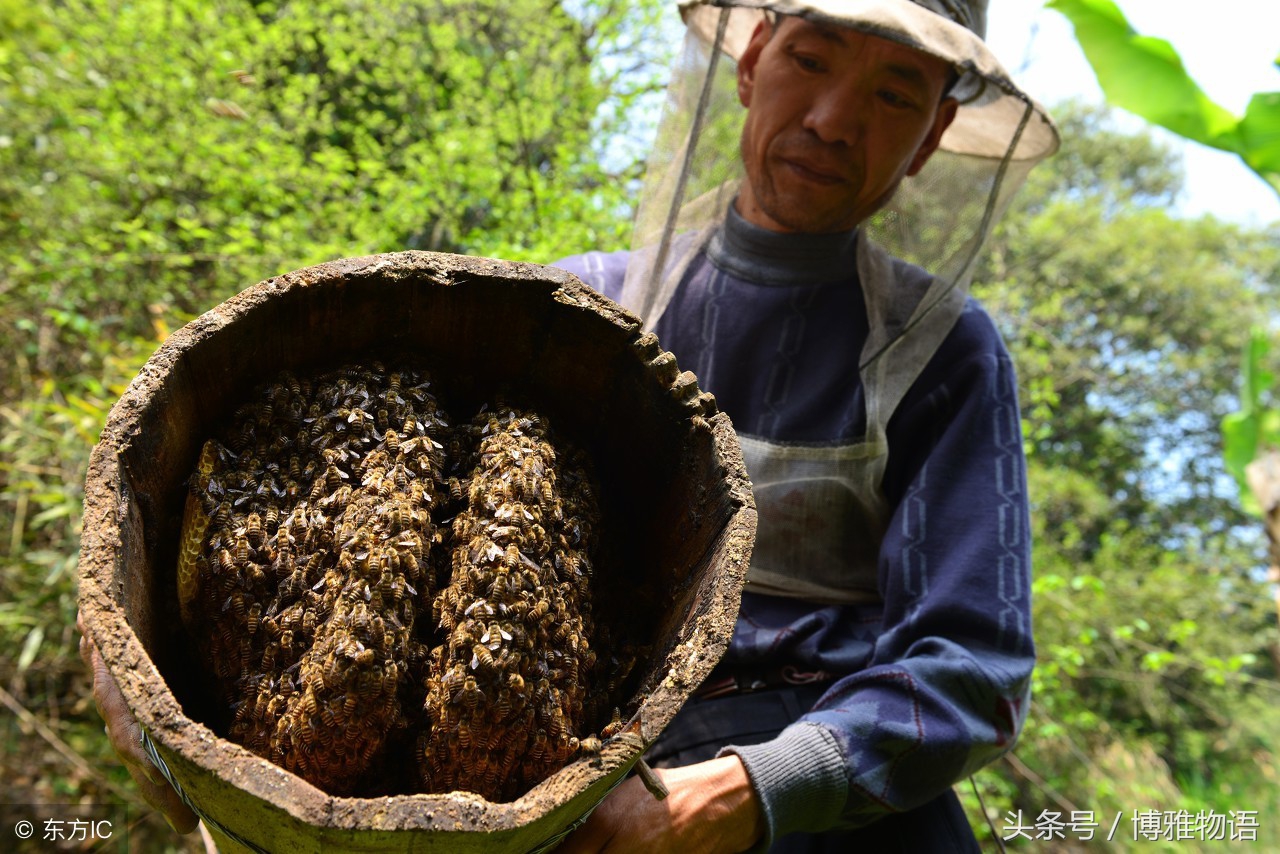 与人工放养不同,古法捕蜂是门独特的手艺,捕蜂人将野外的土蜂吸引到