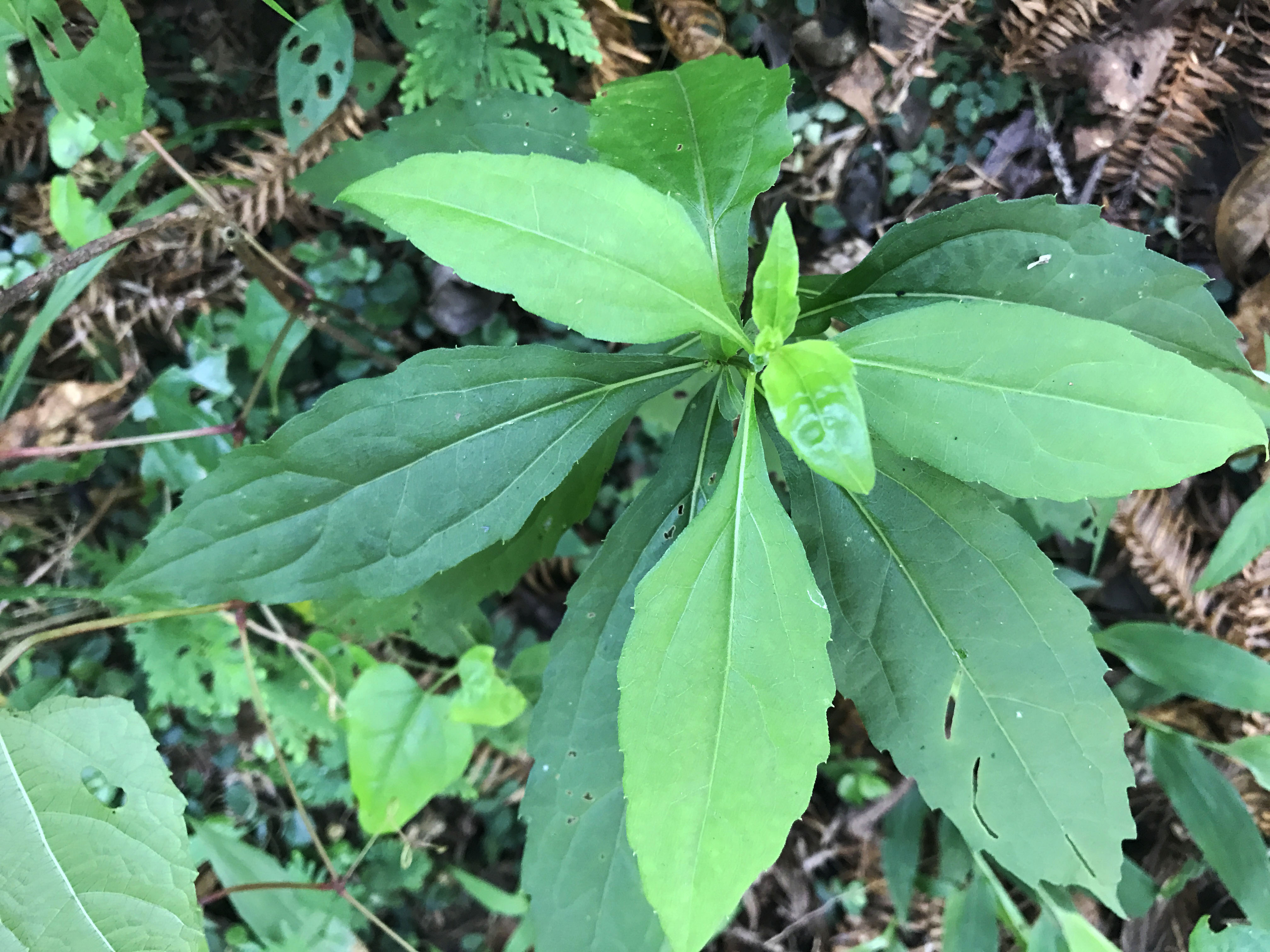 农村一植物酷似"泥鳅串,曾是穷人治病良药,人称"解毒神草"