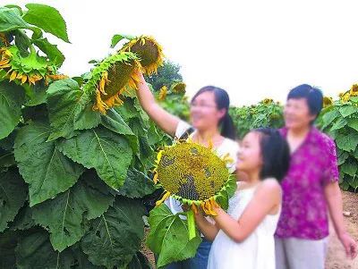 【转】采摘向日葵送儿童乐园游泳票