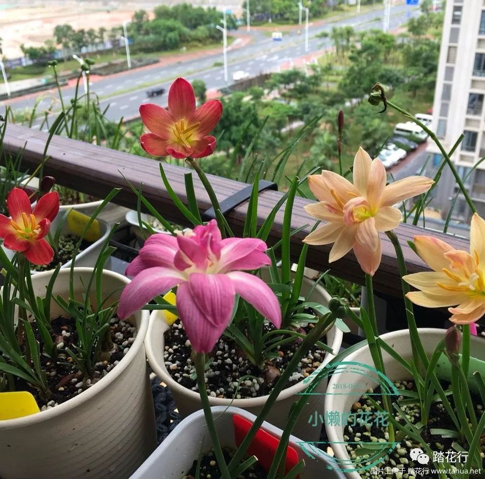 风雨兰部分品种及种植经验