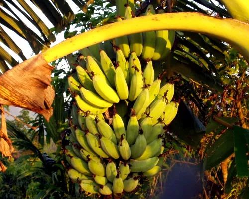 间歇光照培养对香蕉生长有啥影响?室温有什么要求