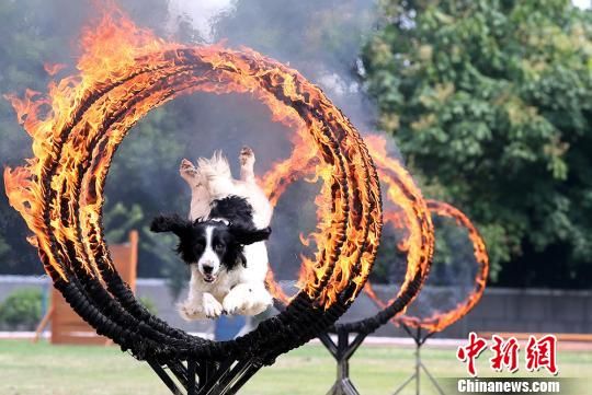 图为警犬表演钻火圈. 江苏警方 供图