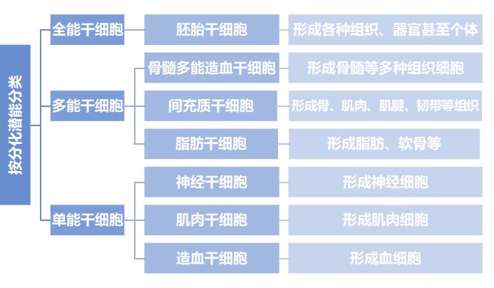 干细胞治疗技术难点解析及市场分析