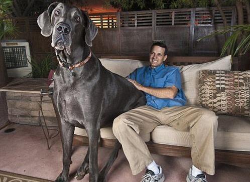 世界上最大的狗 大丹犬宙斯和大乔治双双去世