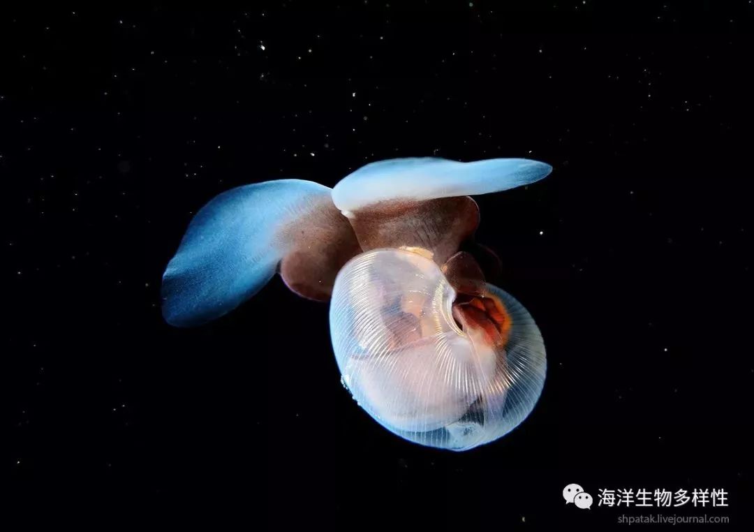 海洋科普(420)| 没壳的蜗牛:海蝴蝶