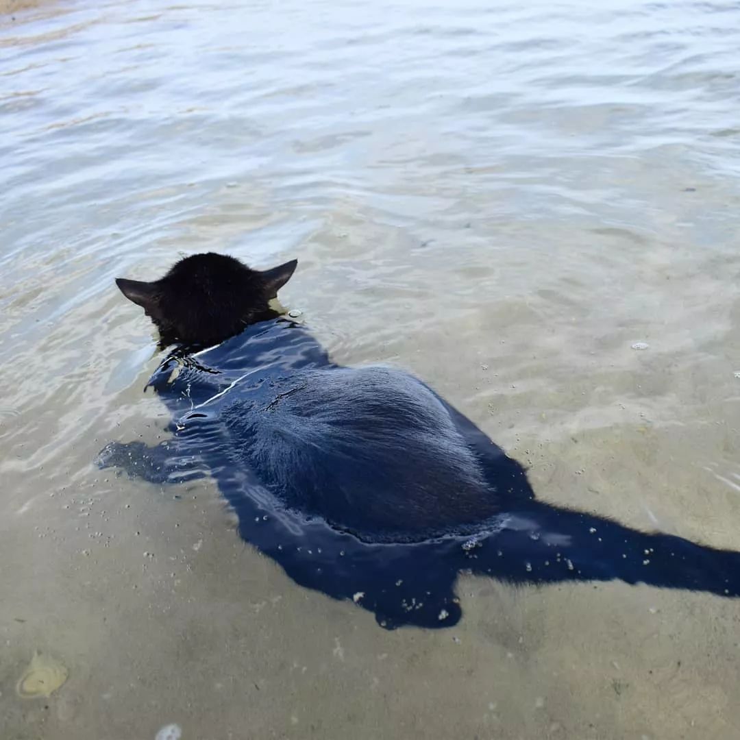 这是一只会游泳爱玩水的黑猫,真的太少见了吧