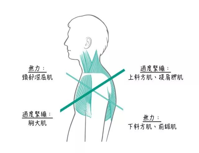 相对应的前侧深颈屈肌和中下侧的斜方肌,前锯肌较弱