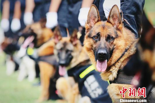 缉毒犬实战演练在南京举行:30只警犬集中亮相"秀绝活"