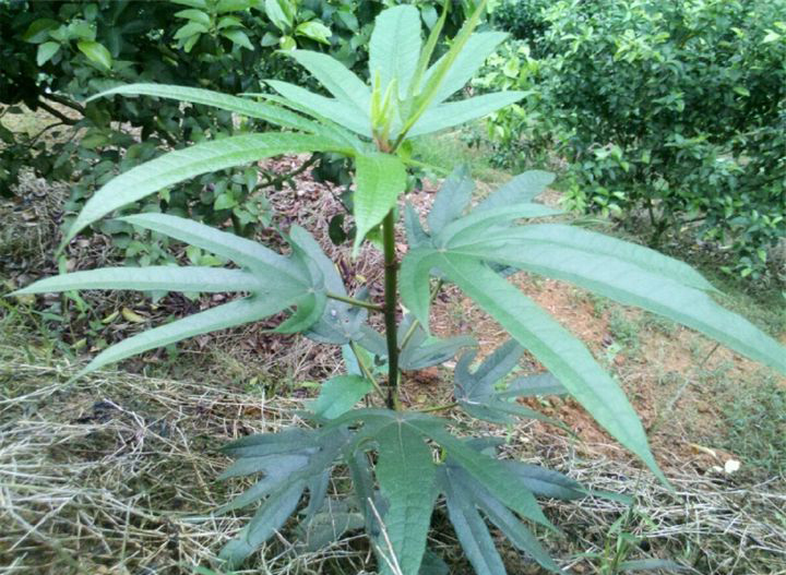 很有天然奶香味的"南芪"之称野生植物五指牛奶,稀少了