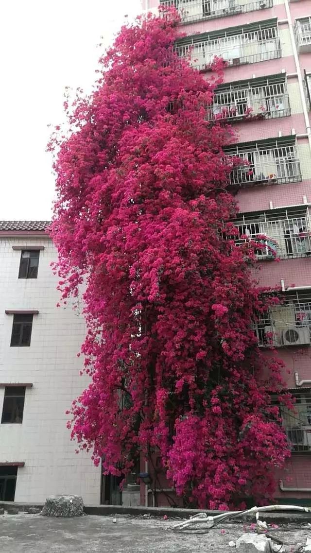 想要三角梅开花多,学会这2招,花开的都比叶子多!