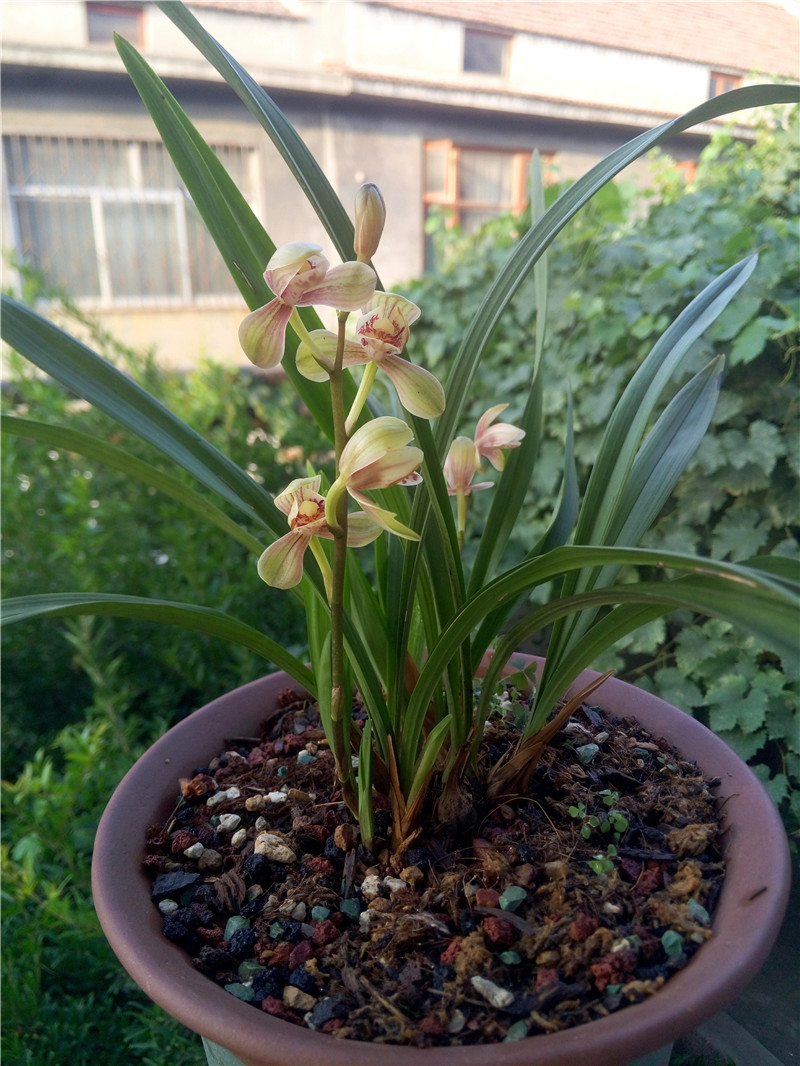 兰花盆里丢根"骨头",花姿秀美,花色正,花香浓,兰友乐坏了!