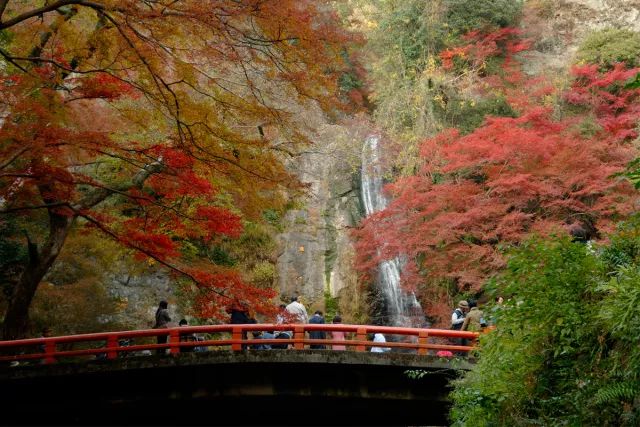 日本关西通丨四季流转的如歌物语