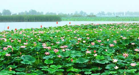 7月9日至9月9日,淮阳邀请你来龙湖赏荷旅游