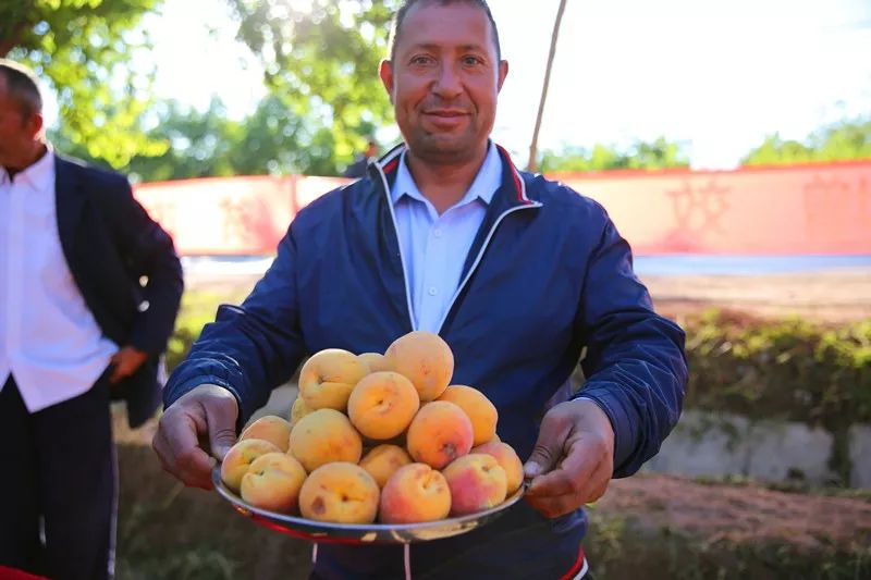 独一无二的色买提杏只在新疆的这里有