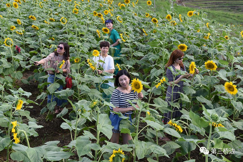 主要种植福建1号百香果,甜玉米,毛芋,台湾丝瓜,黄巢菊,向日葵