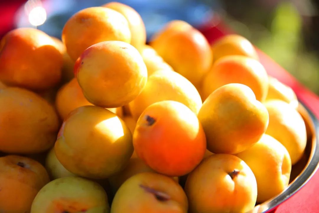 独一无二的色买提杏只在新疆的这里有