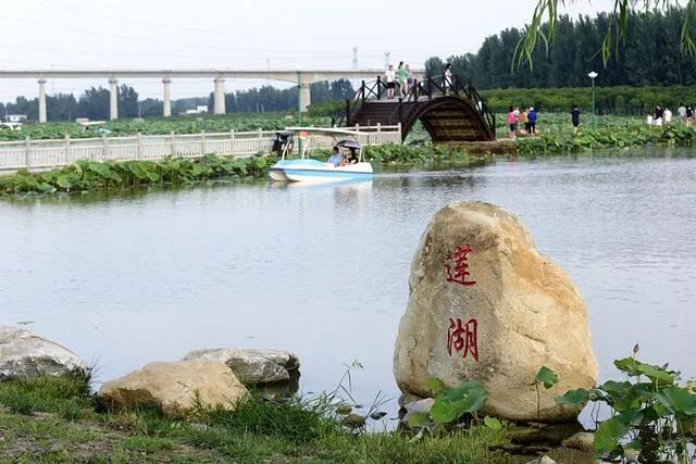 【观赏】宝丰湛河源莲花湿地——一池的荷花 犹如一池无声的歌