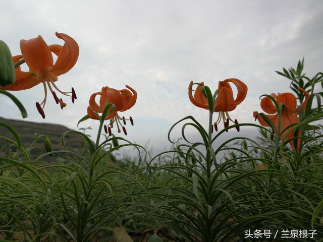 兰州大尖山的百合花盛开了让人赏心悦目