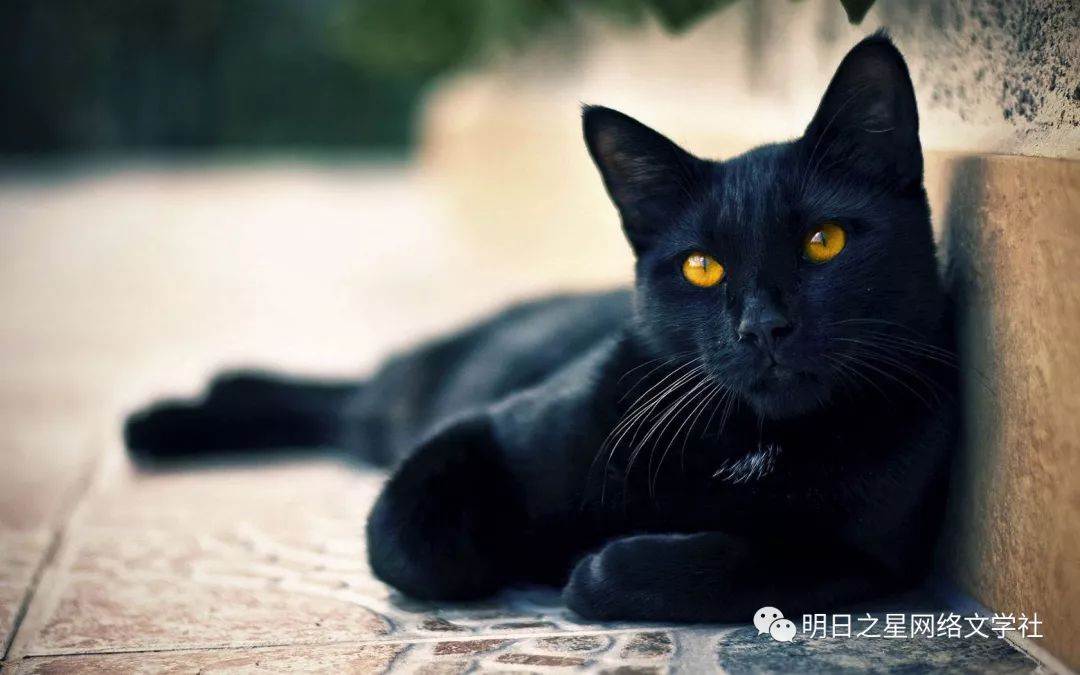 【浙江】余安琪《黑猫》指导老师:诸葛倩