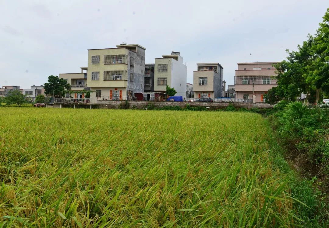 这里是江城区中洲街道的华龙村 华龙村地处城西郊区,是我市88条省定