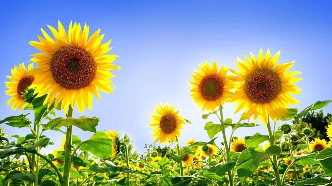 唯美如画的仙境, 葵花盛开,片片金黄, 阳光般灿烂的笑脸, 这是生命