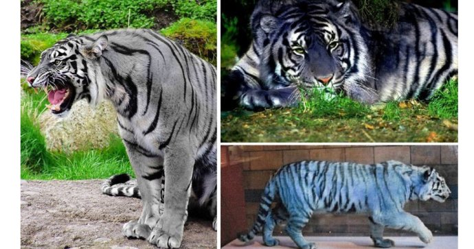 1/ 12 虎的毛色变异有白虎和黑虎.白虎存在于印度.