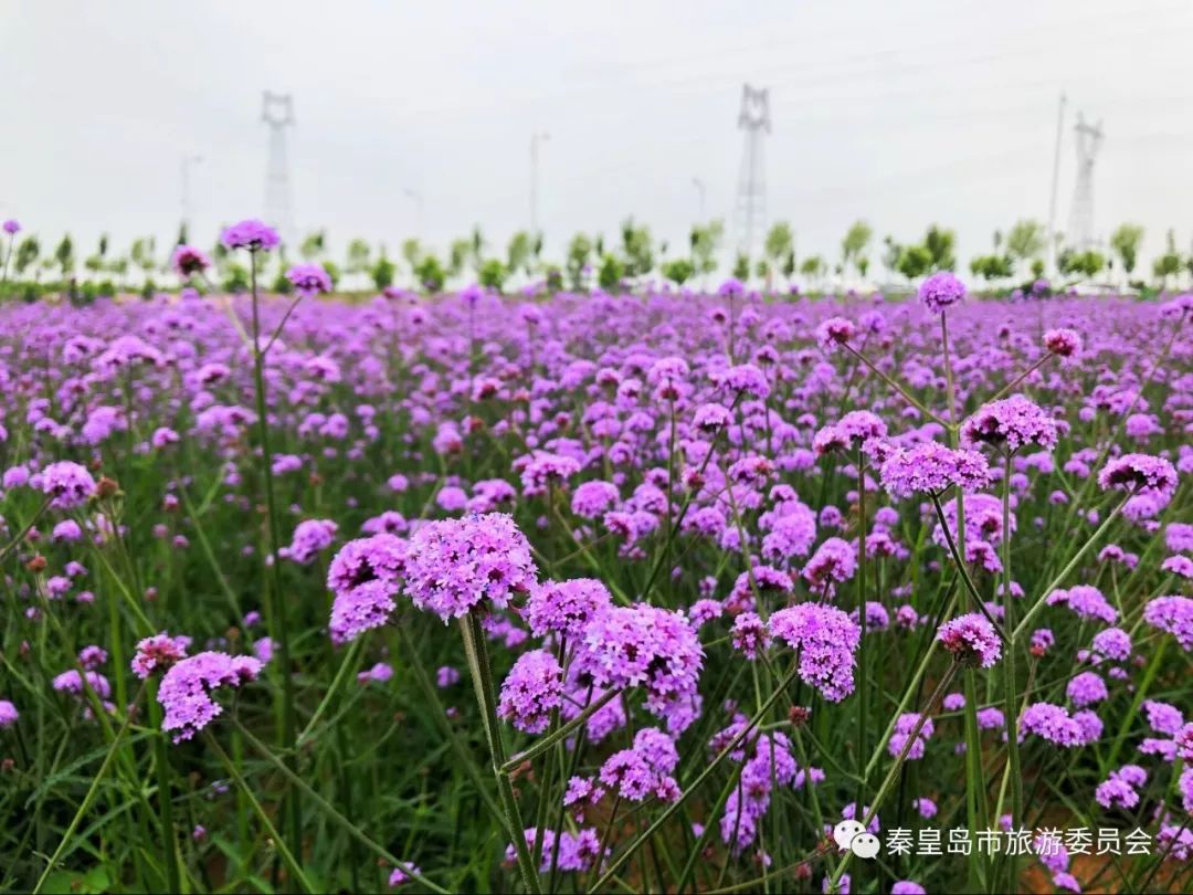 紫色花海惊现秦皇岛~即将刷爆小岛人的朋友圈!