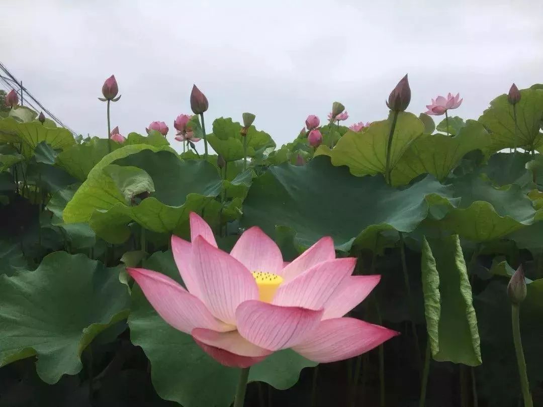 2018上海松江荷花节,我在新浜和你不