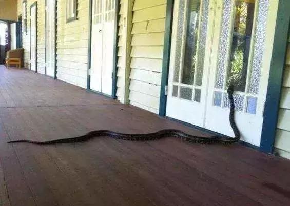 房屋进蛇好不好