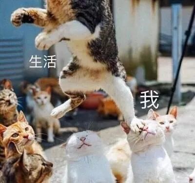 生活对我这只小猫咪动手了吗?