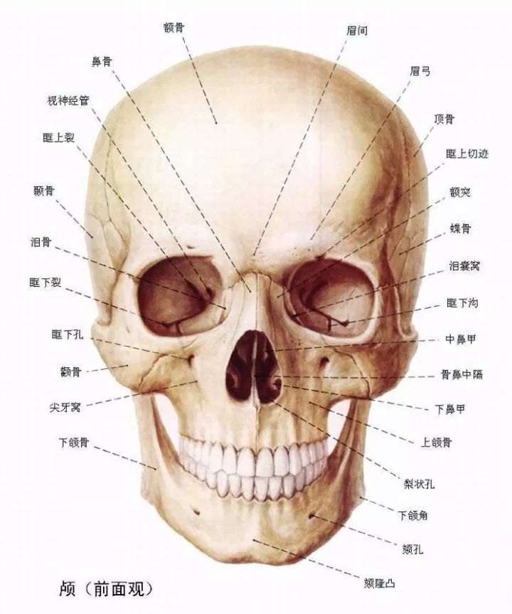 面颅十五居前下,上颌位居正当中;上方鼻骨各一对,两侧颧骨连颧弓;后腭