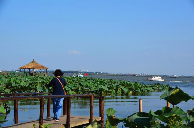 旅游 正文  苏州阳澄湖莲花岛是阳澄湖中一个四面环水的岛屿,莲花岛上