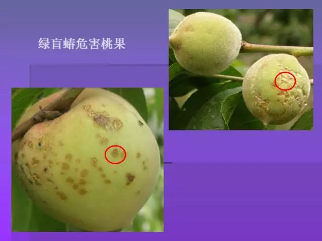 桃树常见病虫害如何防治?这篇文章告诉你