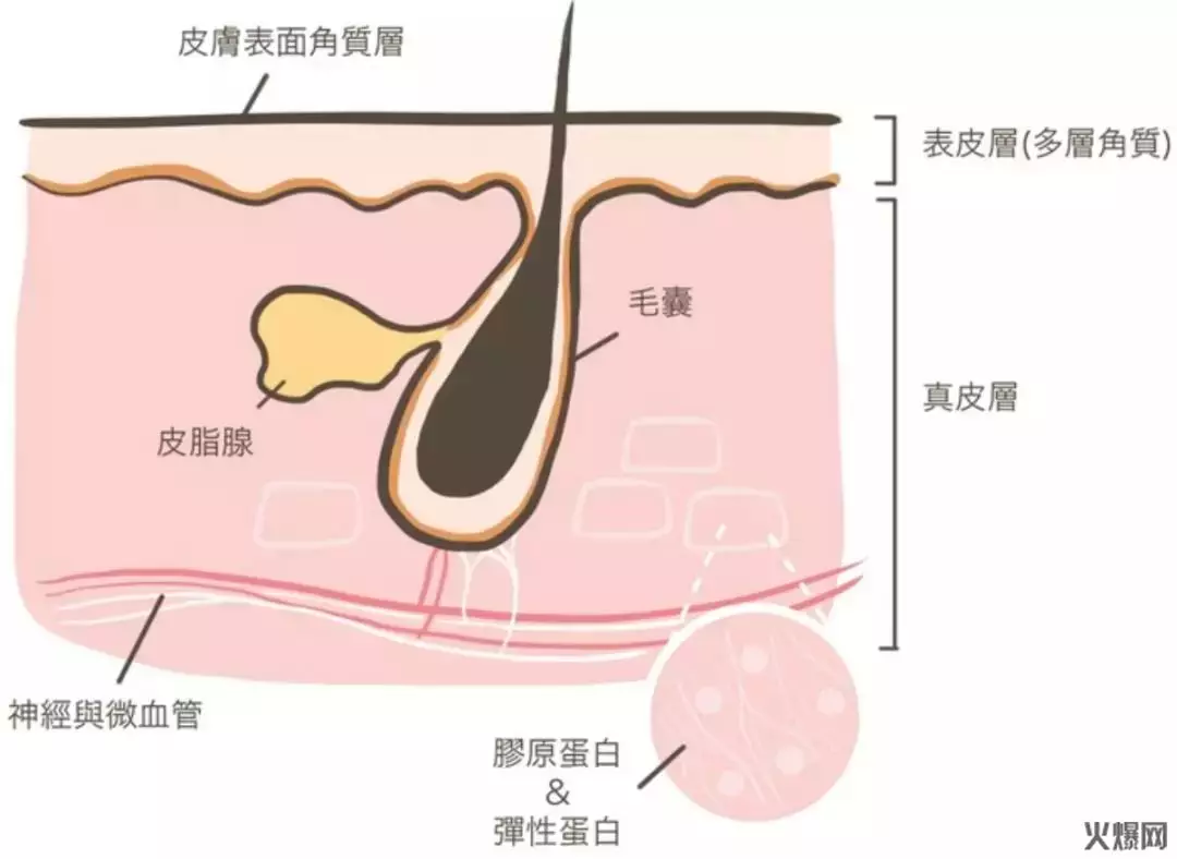 另外一个是 【汗腺】的开口,汗从这里流出来,也有人叫它为汗孔.