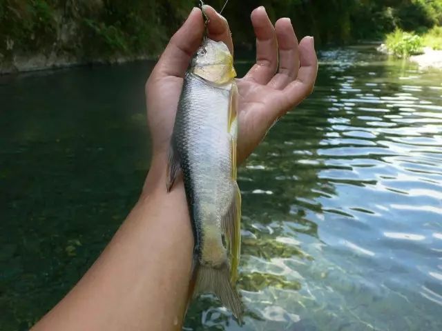 夏季溪流垂钓有讲究