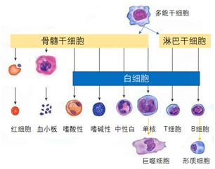 血细胞种类示意图