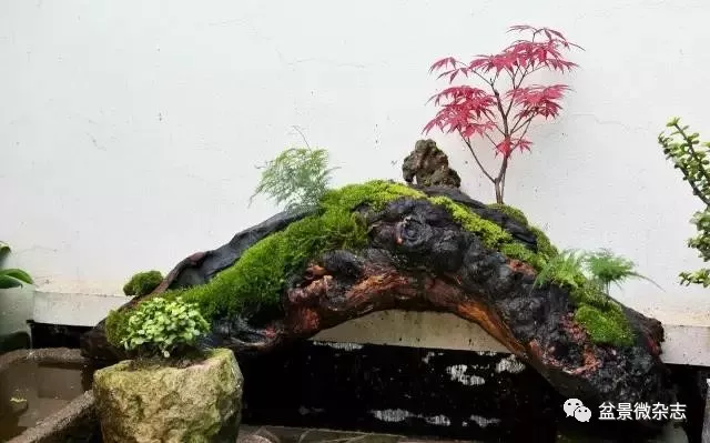 文化 正文  枯木造景 静心去做微景观的过程,很享受.