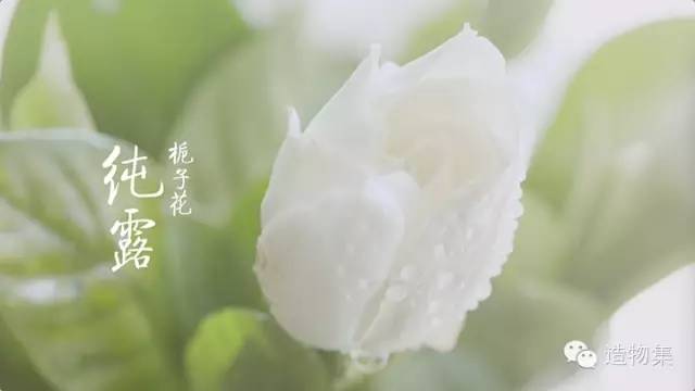 【栀子花纯露功效】