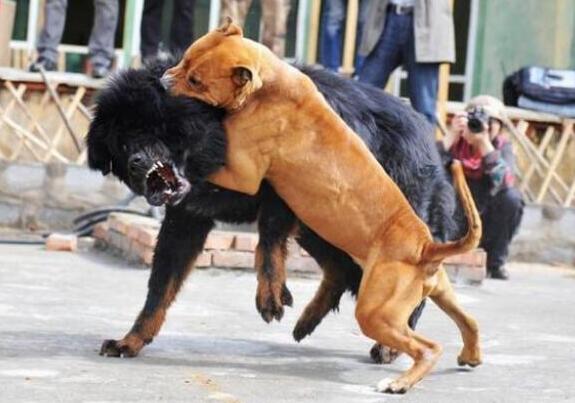 堪称世界最厉害的狗,正因为它太勇猛太好斗,所以委内瑞拉明文规定